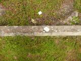 image of grave number 809137